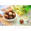 Big Size Roasted Macadamia In Shell For Sale